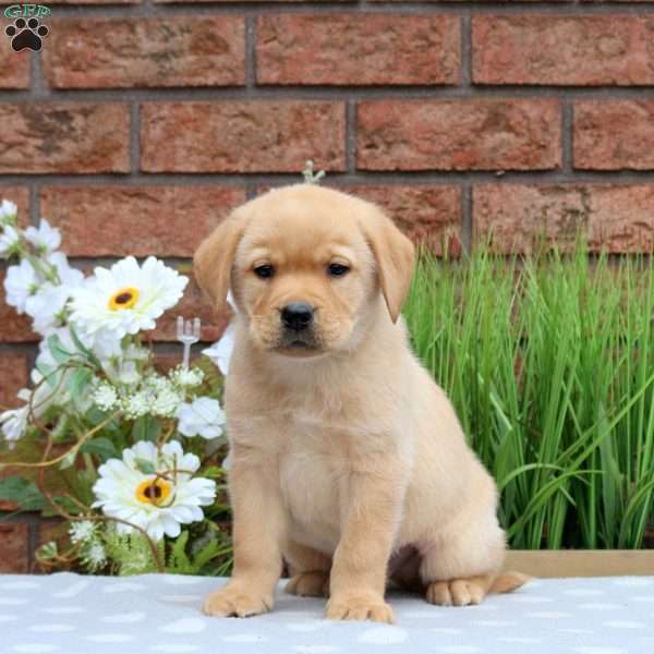 Kaptain, Yellow Labrador Retriever Puppy