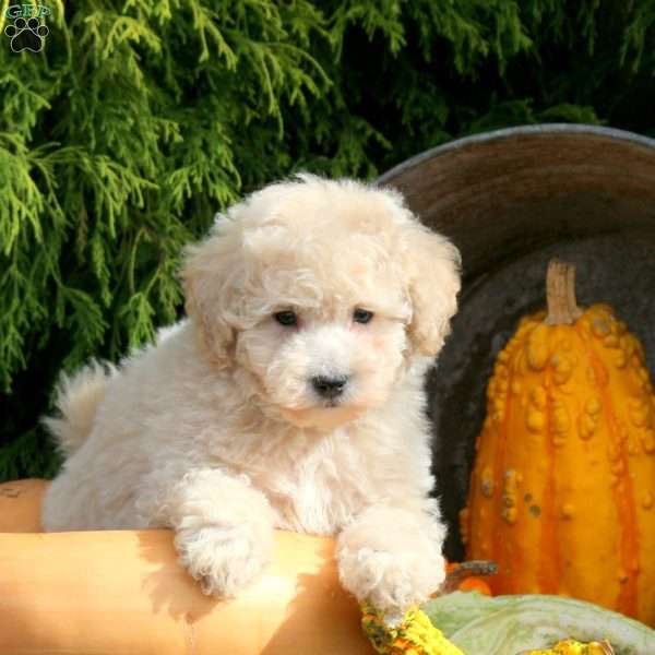 Kaptain, Bich-Poo Puppy