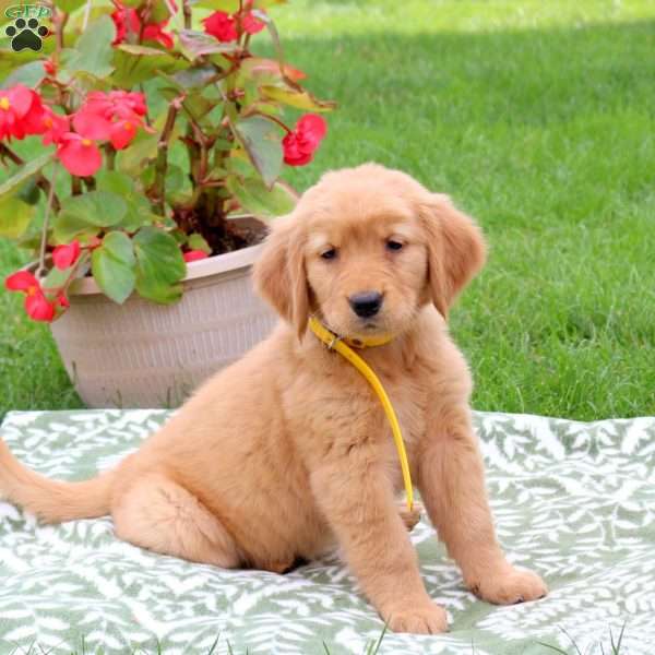 Karen, Golden Retriever Puppy