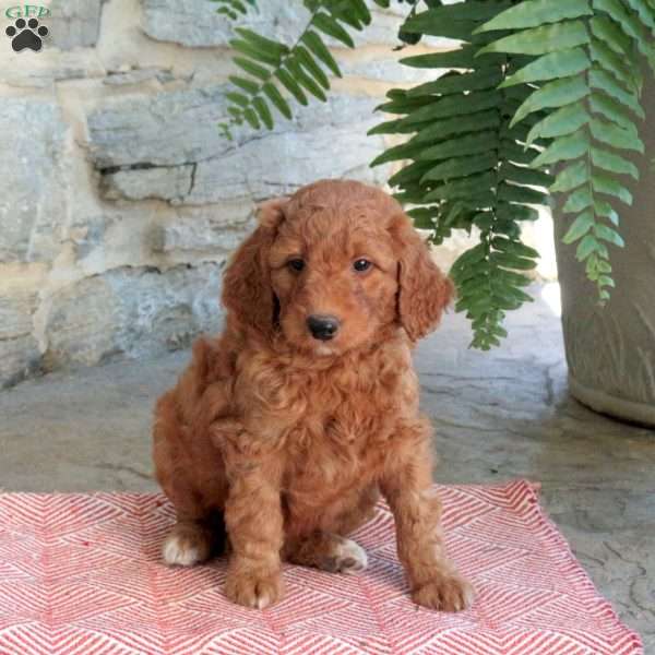 Karla, Mini Goldendoodle Puppy