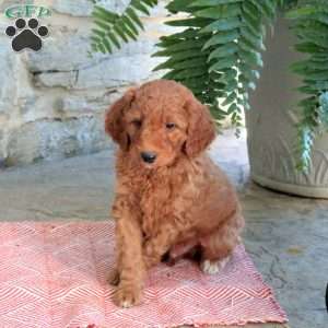 Karla, Mini Goldendoodle Puppy