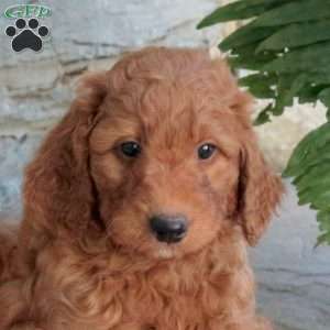 Karla, Mini Goldendoodle Puppy