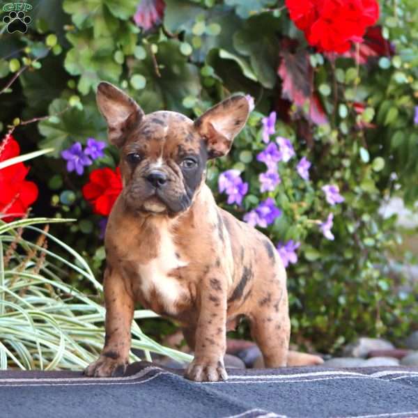 Karla, Frenchton Puppy