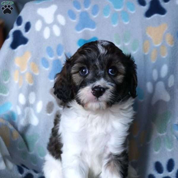 Karmel, Cavapoo Puppy
