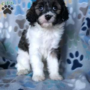 Karmel, Cavapoo Puppy