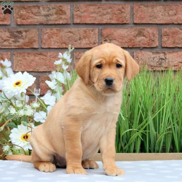 Karmen, Yellow Labrador Retriever Puppy
