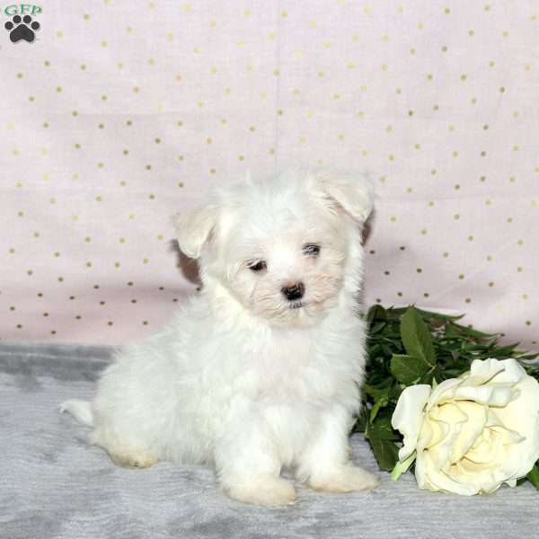 Karson, Maltese Puppy