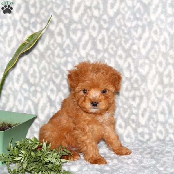 Karson, Mini Whoodle Puppy