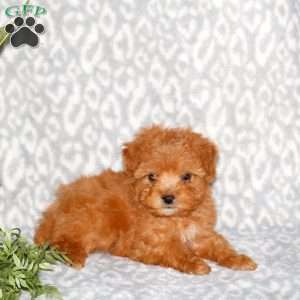 Karson, Mini Whoodle Puppy