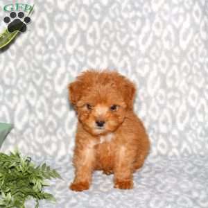 Karson, Mini Whoodle Puppy