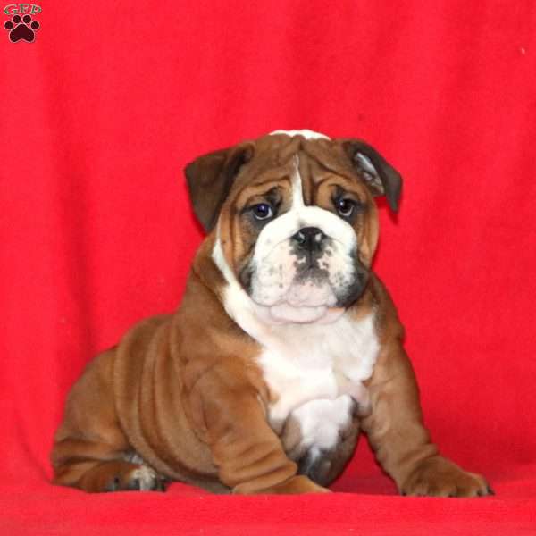 Karson, English Bulldog Puppy