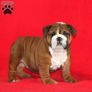 Karson, English Bulldog Puppy
