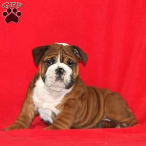 Karson, English Bulldog Puppy