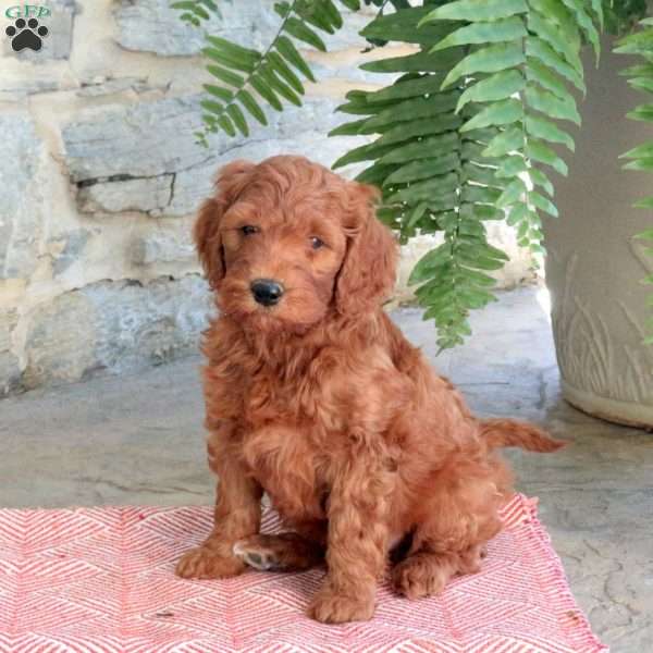 Karsyen, Mini Goldendoodle Puppy