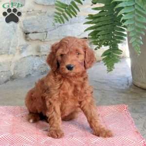 Karsyen, Mini Goldendoodle Puppy