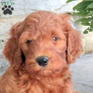 Karsyen, Mini Goldendoodle Puppy