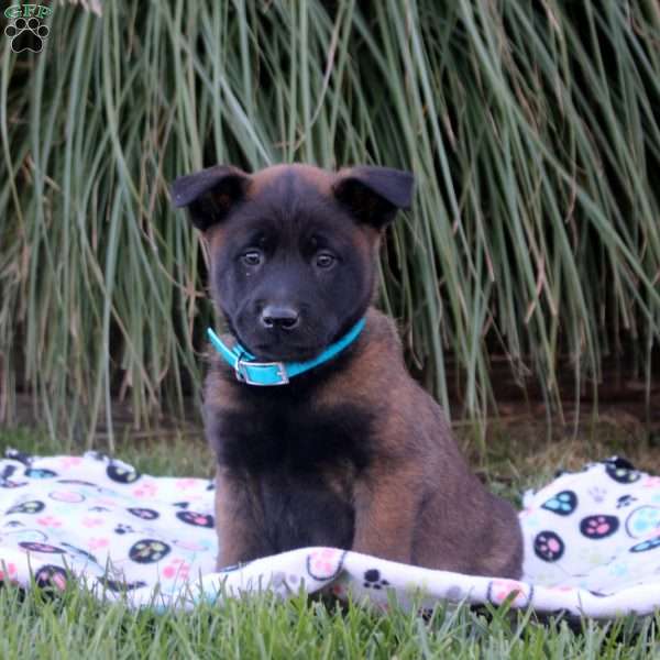Karter, Belgian Malinois Puppy