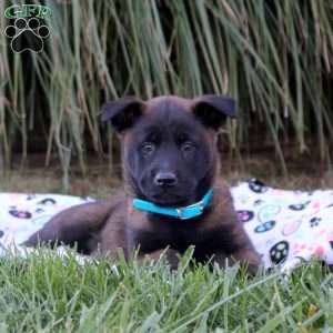 Karter, Belgian Malinois Puppy