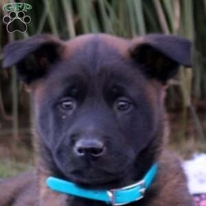 Karter, Belgian Malinois Puppy