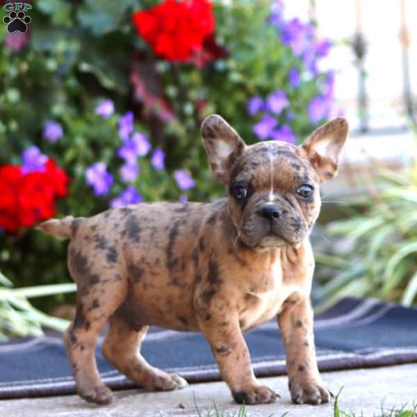 Karter, Frenchton Puppy