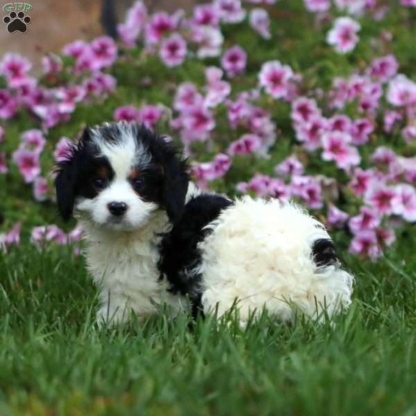 Karter, Cavapoo Puppy
