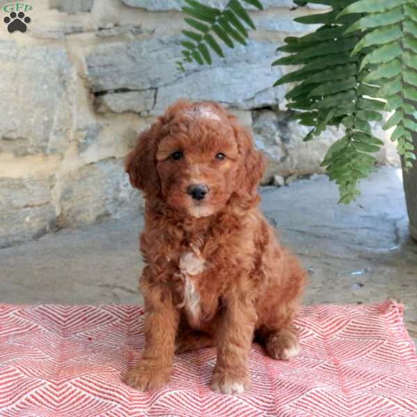 Kassidy, Mini Goldendoodle Puppy