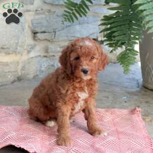 Kassidy, Mini Goldendoodle Puppy
