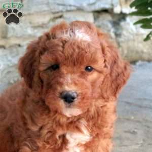 Kassidy, Mini Goldendoodle Puppy