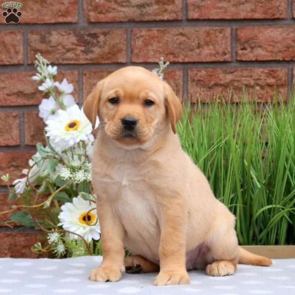 Kassie, Yellow Labrador Retriever Puppy