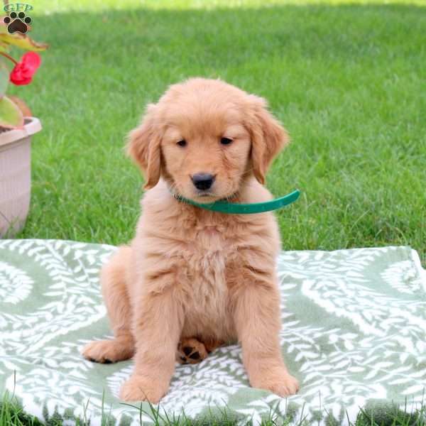 Kate, Golden Retriever Puppy
