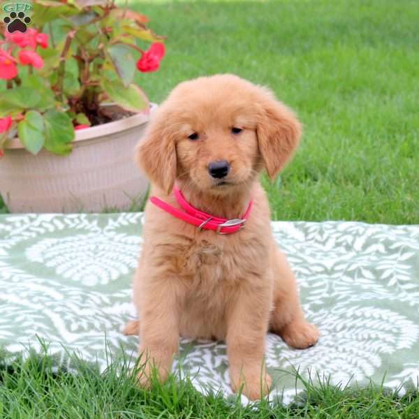 Kathy, Golden Retriever Puppy