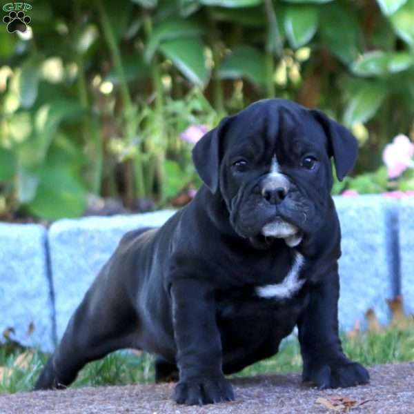 Kathy, Olde English Bulldogge Puppy