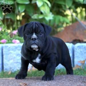 Kathy, Olde English Bulldogge Puppy