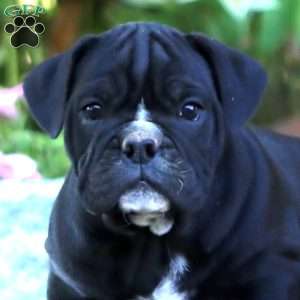 Kathy, Olde English Bulldogge Puppy
