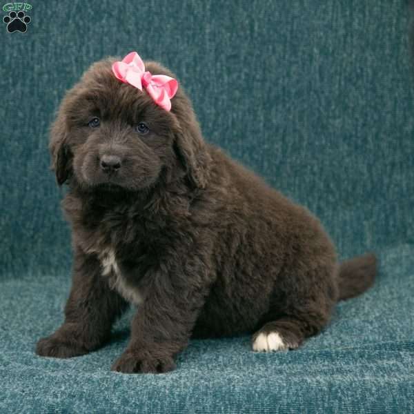 Katie, Newfoundland Puppy