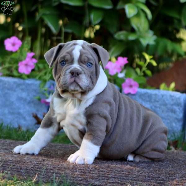 Katie, Olde English Bulldogge Puppy