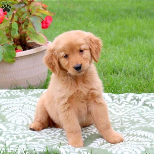 Katrina, Golden Retriever Puppy