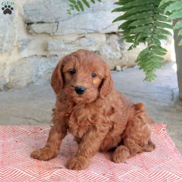 Katurah, Mini Goldendoodle Puppy