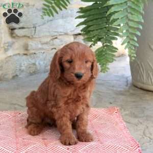 Katurah, Mini Goldendoodle Puppy