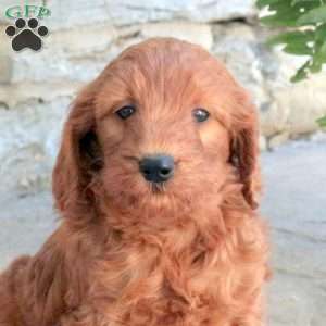 Katurah, Mini Goldendoodle Puppy