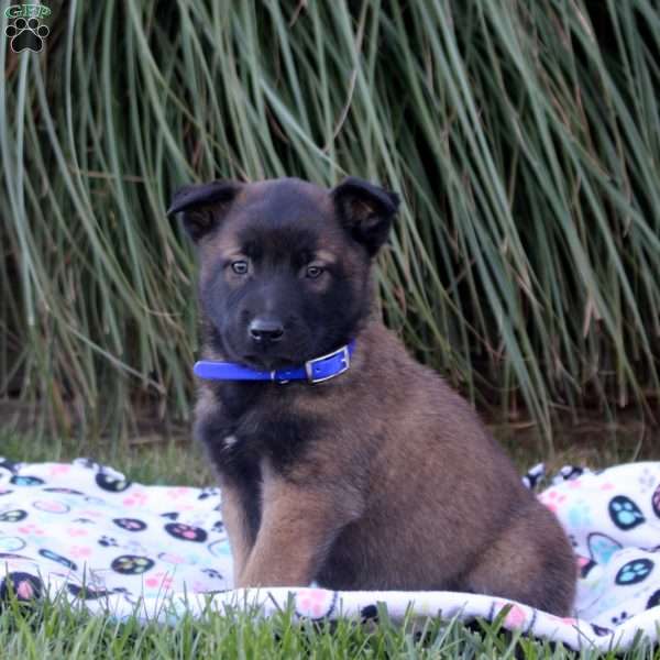 Kayden, Belgian Malinois Puppy