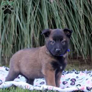 Kayden, Belgian Malinois Puppy