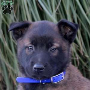 Kayden, Belgian Malinois Puppy