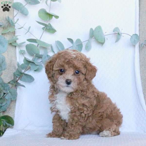 Kayla, Toy Poodle Puppy