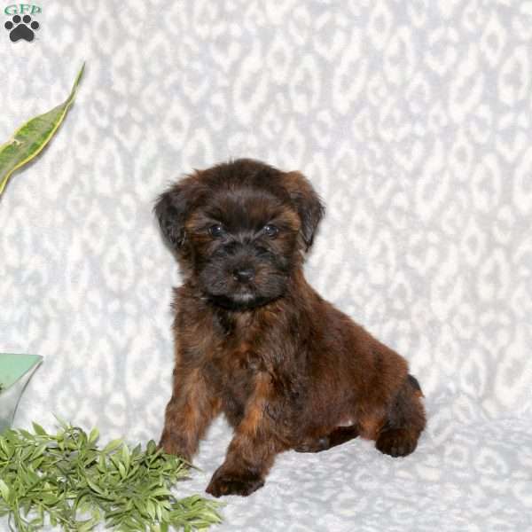 Kayla, Mini Whoodle Puppy