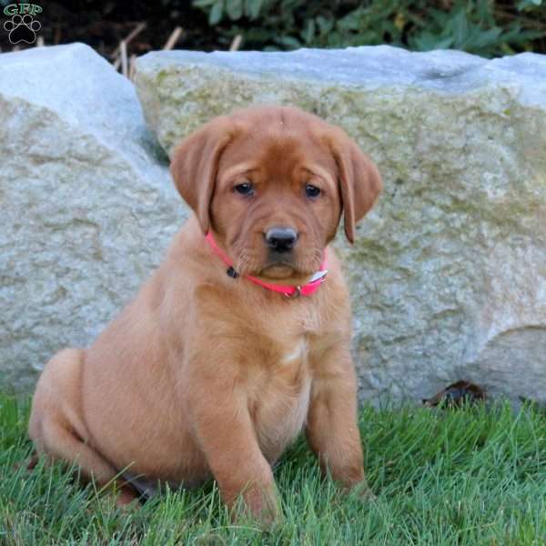 Kayla, Fox Red Labrador Retriever Puppy