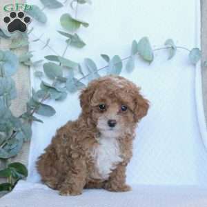 Kayla, Toy Poodle Puppy