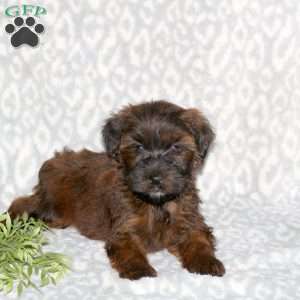 Kayla, Mini Whoodle Puppy