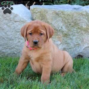 Kayla, Fox Red Labrador Retriever Puppy