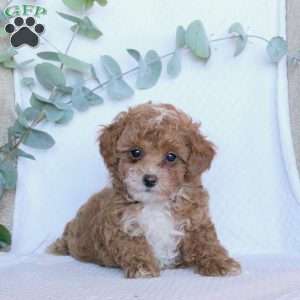 Kayla, Toy Poodle Puppy